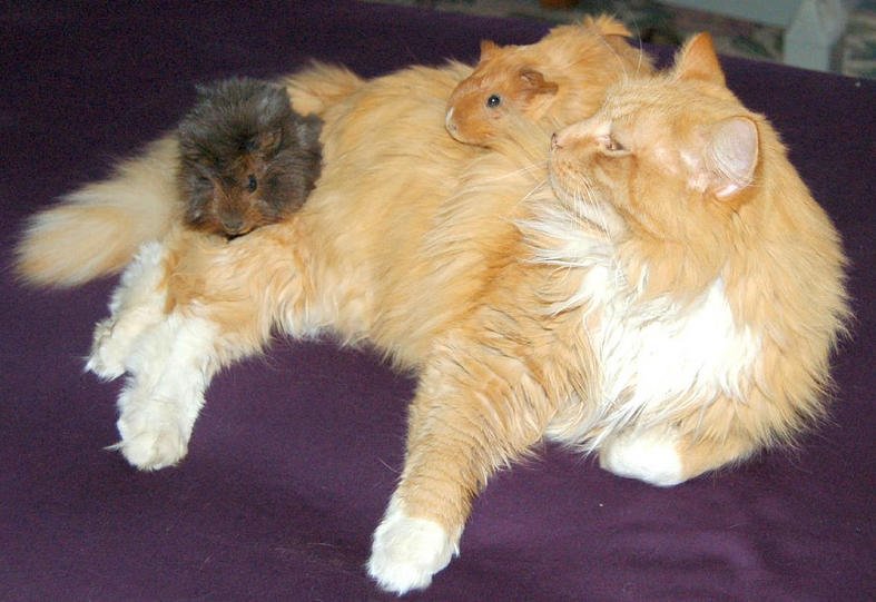 Silkie long-haired guinea pig in Houston, TX (Katy)